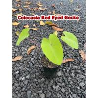 ราคา Colocasia Red Eyes Gecko (12213111247)