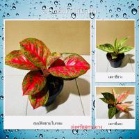 ราคา อโกลนีมา ไม้มงคล สมบัติสยามใบกลม เลกาซี่ขาว (รวยล้นฟ้าขาว) เลกาซี่แดง (รวยล้นฟ้าแดง) ส่งพร้อมกระถาง 5 นิ้ว (22221667492)