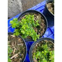 ราคา ม่วงเจริญ หรือ ต้นหลินซาน ต้นเล็ก อยู่ในกระถาง 4 นิ้ว ดอกสีม่วง ไม้ทำบอนไซ ส่งทั้งกระถาง (28956896851)