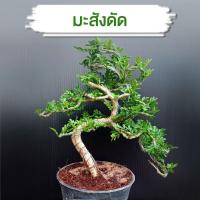 ราคา มะสังดัด (บอนไซ) กระถาง 3 บอนไซมะสังทรงเจดีย์ ไม้ดัด ไม้แคระ (21674020301)