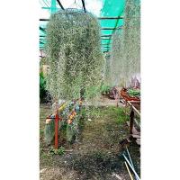 ราคา ต้นเคราฤาษี หนวดฤาษีแบบกิโลและวงพัดลม (7157545432)