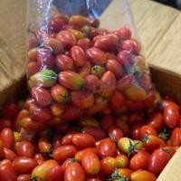 ราคา มะเขือเทศราชินี 1 กิโล สดๆสวยๆ ของเข้าใหม่ทุกวัน (7737019368)