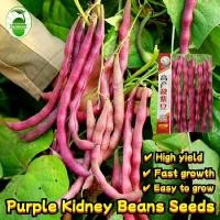 ราคา เมล็ดพันธุ์ถั่วแขกสีม่วง (Purple Bush Bean) บรรจุ 20 เมล็ด Organic Vegetable Seeds เมล็ดถั่วแขกสีม่วง F1 เมล็ดพันธุ์ผัก (27582669666)