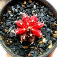 ราคา (หมด) ยิมโนด่างแดงดำ (252755835)