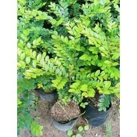 ราคา ต้นล่ำซำ ต้นไม้ที่มีศิริมงคล ขายกล้าต้นล่ำซำในราคาถูก ต้นแข็งแรง ฟอร์มสวย ต้นไม้ช่วยทำให้คนในบ้านมีความเจริญรุ่งเรือง (24383552909)