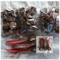 ราคา เมล็ดยางนา เมล็ดพันธุ์ยางนา ต้นยางนา เก็บใหม่ ตัดปีกออก ถุงละ 20เมล็ด ขายชุด 3 ถุง 50 บาท (25571325363)