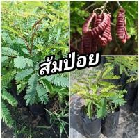 ราคา ต้นส้มป่อย เพาะเมล็ด (29418510707)