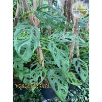 ราคา พลูฉลุอินโดยักษ์ พลูฉลุอินโด Monstera Adansonii Indo #พลูฉลุอินโด (14552604244)