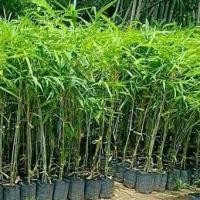 ราคา ต้นไผ่ซางหม่น ไผ่ซางหม่น ลำตรง กอสวย หน่อไม้อร่อย ลำต้นสูง 70-80 ซม จัดส่งพร้อมถุง 8 นิ้ว (6594638988)
