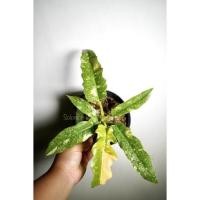 ราคา ฟิโลเดนดรอนใบเลื่อยด่าง(philodendron ring of fire) (8563530887)