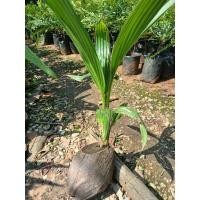 ราคา ต้นมะพร้าวน้ำหอมบ้านแพ้ว ต้นละ 150 บาท (27175151502)