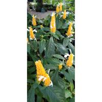 ราคา ต้นเหลืองคีรีบูน lollypops กระถาง5นิ้ว (5649893702)