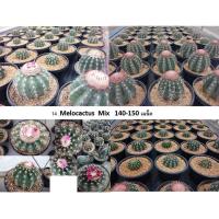 ราคา เมล็ดเมโล Melocactus seed 150 เมล็ด เมล็ดแคคตัส เมล็ดกระบองเพชร (แคคตัส กระบองเพชร) (9454940584)