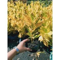 ราคา โกสน โกสนใบขนุน ไม้มงคล ไม้ประดับ (9104127729)