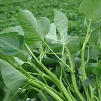 ราคา กบุ้งจีนใบไผ่ ทิวไผ่เรียว ตราภูเขาทอง Kangkong Seeds เมล็ดผักบุ้ง เมล็ดผักบุ้งจีน เมล็ดพันธุ์ผัก เมล็ดผักสวนครัวง่าย ๆ (57251452197)