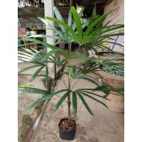 ราคา ต้นจั๋งเชียงใหม่ ไม้ฟอกอากาศ 1 ต้น สูง 60-100 เซนติเมตร (41854978532)