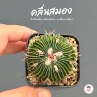 ราคา คลื่นสมอง Echinofossulocactus Multicostatus แคคตัส กระบองเพชร cactus&succulent (8343137791)