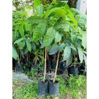 ราคา ต้นมะฮอกกานี สูง60-80ซม.สั่งขั้นต่ำ3ต้นคละต้นอื่นได้ (27582018673)