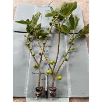 ราคา กิ่งตอนมะเดื่อฝรั่ง Fig พันธุ์ Haifa (43609907160)