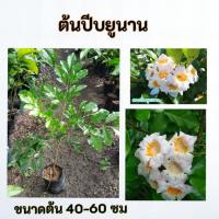 ราคา ต้นปีบยูนาน ปีบยูนาน (42220404451)