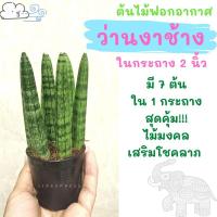 ราคา ว่านงาช้าง ในกระถาง 2 นิ้ว ว่านงาช้าง ต้นไม้มงคล เสริมโชคลาภ รากแน่นแล้วนะคะ (12527156829)
