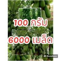 ราคา เมล็ดพันธุ์มะละกอฮอลแลนด์#บรรจุ 100 กรัมเมล็ด#มะกอ#เม็ด#เมล็ดพันธุ์มะละกอ#เมล็ดพันธุ์พืช#เป็นเมล็ดที่คัดจากมะละกอเกรดA (9039009443)