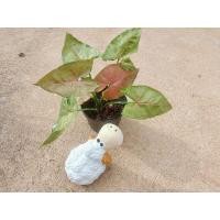 ราคา ต้นออมนาค หรือ ออมทรัพย์ ไม้มงคล แต่งบ้าน (11714442137)