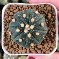 ราคา ขาย Astrophytum ไม้เมล็ด (2458442199)