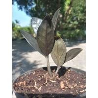 ราคา กวักมรกตดำเชื้อด่างชมพู ติดด่างหลังใบ( zamioculcaszamiifoliablack) (15315864686)