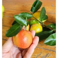 ราคา มะนาวชมพู มะนาวเนื้อชมพู มะนาวสีชมพู ต้นพันธุ์มะนาวชมพู (23953410562)