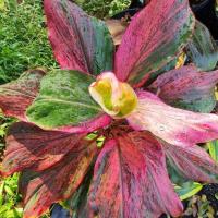 ราคา หมากผู้หมากเมีย( ต้นปลาหมึก)สวยหายากน่าสะสม (22187842865)