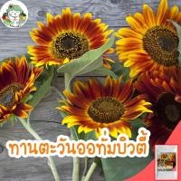 ราคา เมล็ดพันธุ์ ทานตะวัน ออทั่มบิวตี้ 25 เมล็ด Autumn Beauty Sunflower เมล็ดพันธุ์นำเข้าแท้ ปลูกดอกไม้ ทานตะวัน โตไว ขายดี (6588687479)