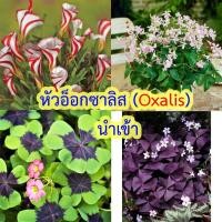 ราคา หัวอ็อกซาลิส (Oxalis) นำเข้าจากเนเธอแลนด์ 1ชุดบรรจุ4หัว (16038615211)