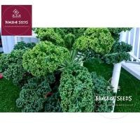 ราคา เมล็ด​พันธุ์​ เคล​ (บลูเคล)​ คะน้าใบหยิก​ Blue​ Kale 200เมล็ด​ (24633835497)
