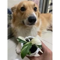 ราคา เดหลีจักรพรรดิ์ด่าง ด่างสวย ตรงปก (24362716006)