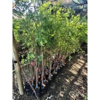 ราคา กิ่งพันธุ์มะขามหวานสีทอง (47101989235)