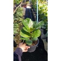 ราคา ไทรใบสักใบแคระขนาดความสูง25เซนติเมตร (3052497761)