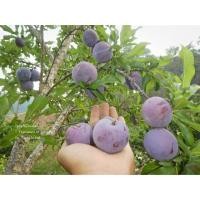 ราคา กล้าพลัมม่วง( Black Splendor Plums ) (3532284792)