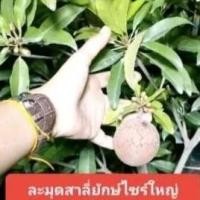 ราคา ต้นละมุดสาลี่ยักษ์ใหญ่(แบบตอนความสูง1เมตรบวกๆ (40076647405)