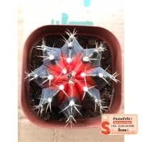 ราคา ยิมโนด่าง ยิมโนด่างแดง (5271906905)