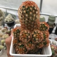 ราคา Mammillaria carmenae แมม คามิเน่ ส้ม-แดง (7241757368)