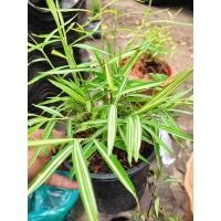 ราคา ไผ่เงินแมวไร้สารเคมี ออแกร์นิก ไผ่แมว ไผ่เงิน (26756349361)