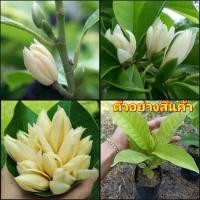 ราคา (2ต้น)(vาย ต้นพันธุ์) ต้น ดอก ต้นจำปีแคระ จำปีแคระ จำปีจิ๋ว จำปีต้นเตี้ย จำปี ต้นจำปี เตี้ย ต้นเตี้ย แคระ happy (16519715540)