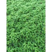 ราคา แหนแดง สายพันธุ์ไมโครฟิลล่า แหนแดงไมโครฟิลล่า 1 กิโลกรัม (25362602163)