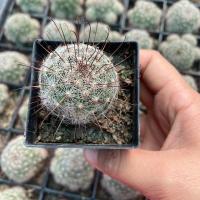 ราคา ต้น แมมหนามตะขอพวงชมพู กระถาง 2 นิ้ว กระบองเพชร ตะบองเพชร เเคคตัส จิ๋ว (24211789436)