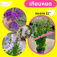 ราคา ต้นเทียนหยด กระถาง 11 นิ้ว (9880731606)