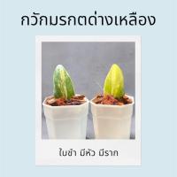 ราคา กวักมรกตด่างเหลือง กวักมรกตด่าง ไม้ชำใบ ไม้มงคล ใบใหญ่ด่างสวย มีหัวมีรากทุกกระถาง ไม้ฟอกอากาศ (27477746626)