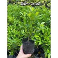 ราคา ต้นไทรเกาหลี สูง30-50cm. (ชุด2ต้น) (9769617553)