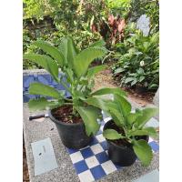 ราคา ต้น เศรษฐีพันล้าน กระถาง 8 นิ้ว (7487820212)