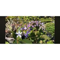 ราคา ต้นพวงครามออสเตรเลีย (55905607097)